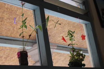 Close-up of potted plant on window sill