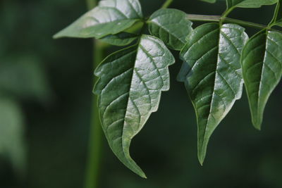 Close-up of fresh green leaves