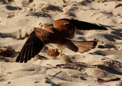 Close-up of eagle flying in desert