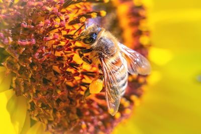 Close-up of bee pollinating on flower