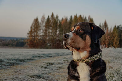 Close-up of dog looking away on field