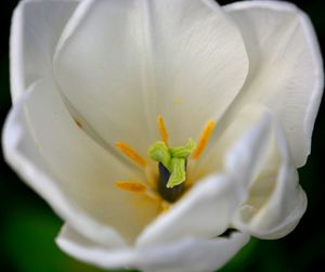Close-up of flower blooming outdoors