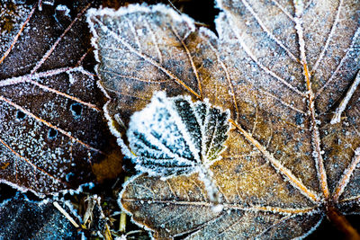 Close-up of frozen dry leaves during winter