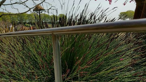 Close-up of plant against blurred background