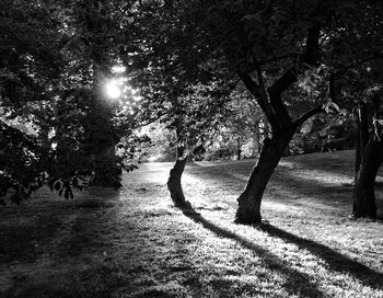 Trees growing on field