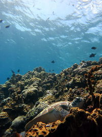 View of fish swimming in sea