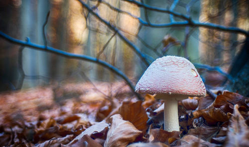 Close-up of mushroom growing in forest