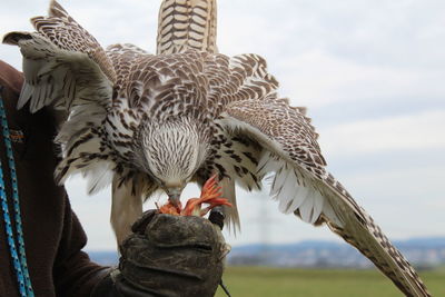 Low angle view of owl against sky