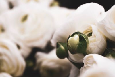 Close-up of hand holding white rose