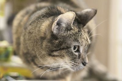 Close-up of a cat looking away