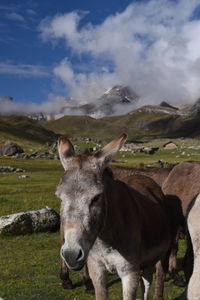Horse standing on field against sky