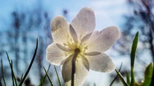 Close-up of white flowering plant