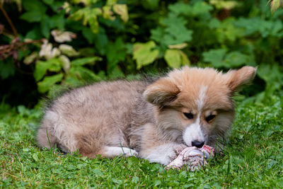 View of a dog relaxing on field