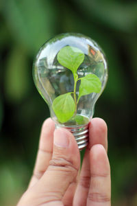 Close-up of hand holding electric bulb with plant