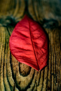 Close-up of red leaf