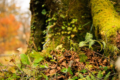 Close-up of lichen growing on tree trunk