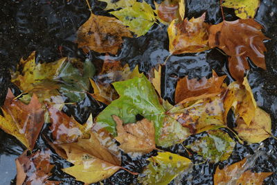 Full frame shot of fresh yellow leaves