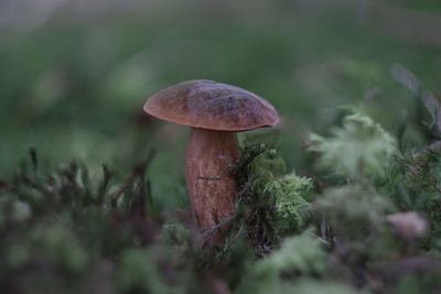 Close-up of mushroom growing on field