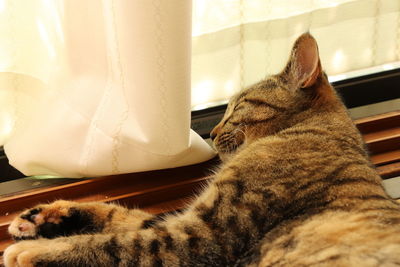 Close-up of a cat sleeping