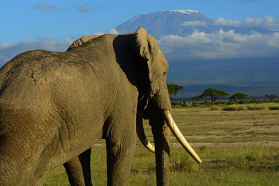 Elephants on field against mountain