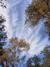 Low angle view of trees against sky