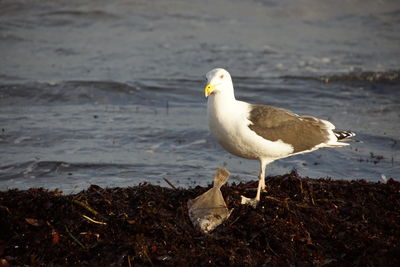 Seagull perching on a beach