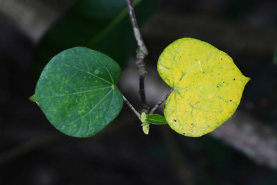 Close-up of green leaf on plant