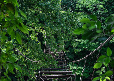 View of trees in forest