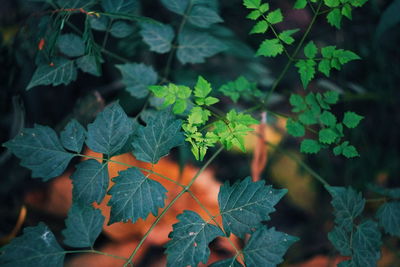 Close-up of plants