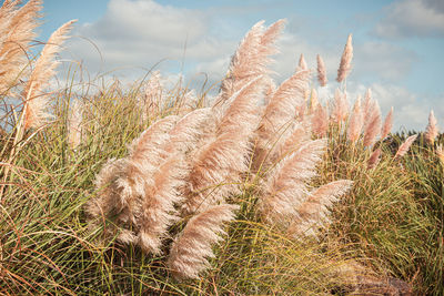 Close-up of stalks in field against sky