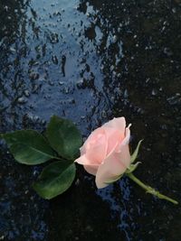 High angle view of water lily blooming in lake