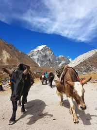 View of horse on mountain against sky