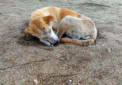 High angle view of dog lying on street