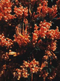 Full frame shot of flowering plants