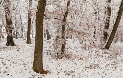 Trees on snow covered field during winter