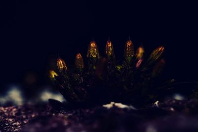 Close-up of succulent plant at night