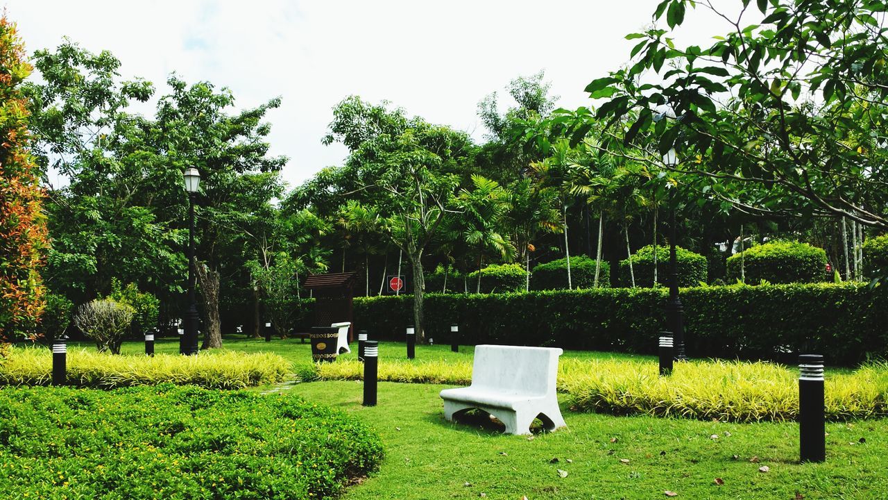 tree, grass, green color, growth, field, bench, park - man made space, grassy, tranquility, lawn, nature, landscape, tranquil scene, beauty in nature, park, lush foliage, day, garden, plant, grassland