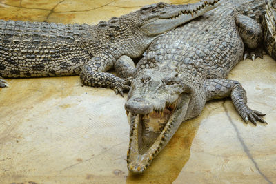 High angle view of crocodile in zoo