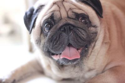 Close-up portrait of dog