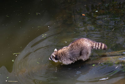 High angle view of racoon swimming in lake