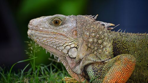 Close-up of iguana on field