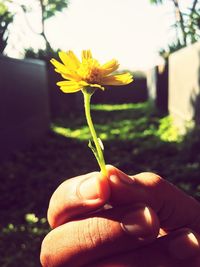 Close-up of hand holding yellow flower