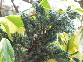 Close-up of fruit growing on tree
