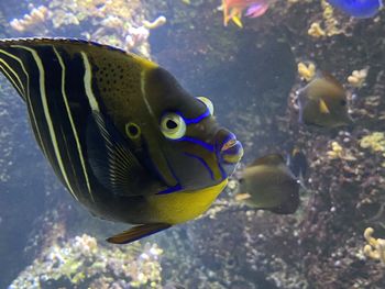 Close-up of fish swimming in sea