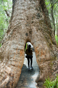 Rear view of woman standing by tree trunk in forest