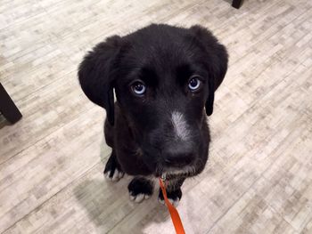 Portrait of dog on hardwood floor