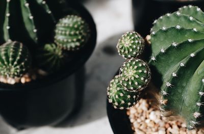 High angle view of succulent plant