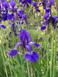 Close-up of purple crocus flowers on field