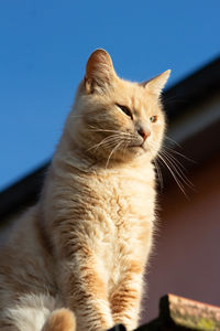 Italian ginger tabby cat sunbathing on the roof.with blue sky in background.