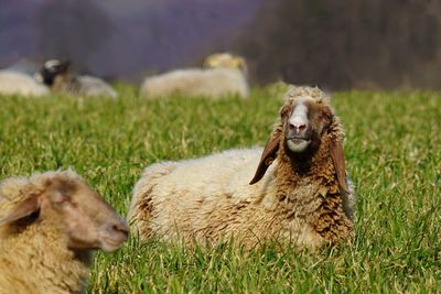 Sheep with long ears laying down on grass 